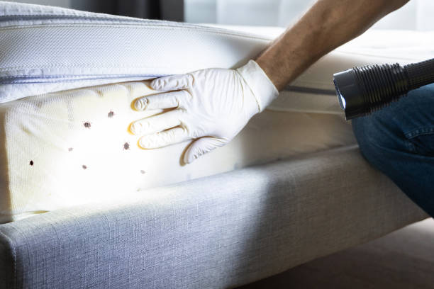 Best Pest Control for Homes  in Northern Cambria, PA
